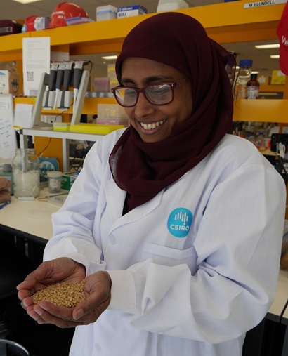 Scientist, Dr Ahmed Regina holds a sample of high-amylose wheat in a CSIRO laboratory in Canberra, ACT.