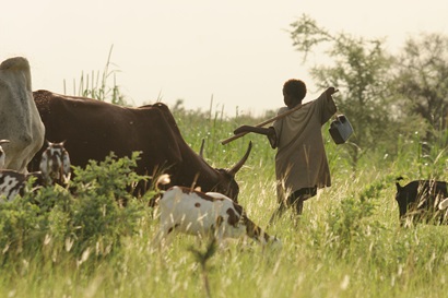 A small number of cattle and goats feed on grass while a young boy with a stick and water container look on