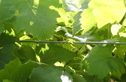 Image of a grapevine growing along a trellis.