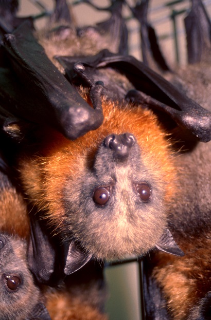 Black and ginger coloured bat hanging upside down.