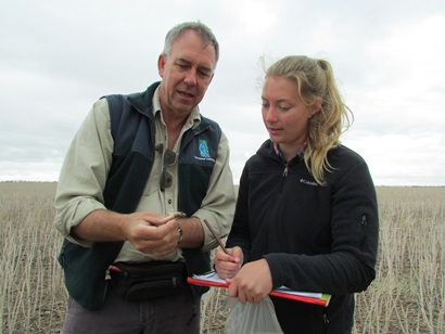 Two CSIRO researchers in wheat field examining a caught mouse. 