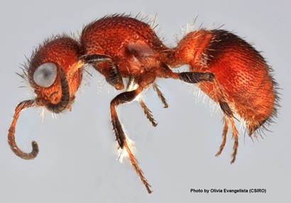 Australian velvet ant