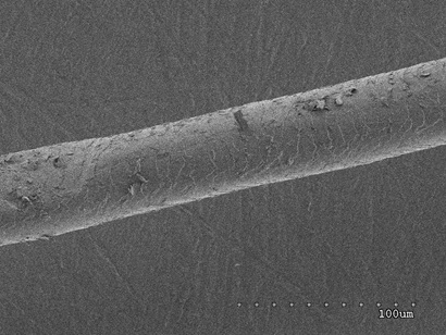 An image of a thylacine hair under a microscope