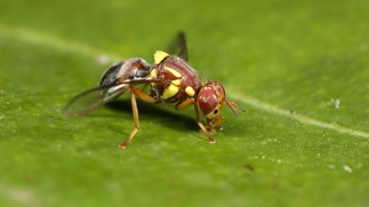 Queensland fruit fly on a leaf
