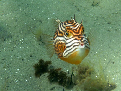 A bright orange and white striped fish called a Shaw's cowfish.