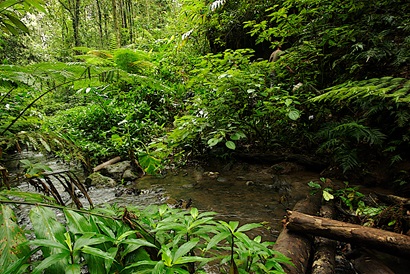 Rainforest with a creek