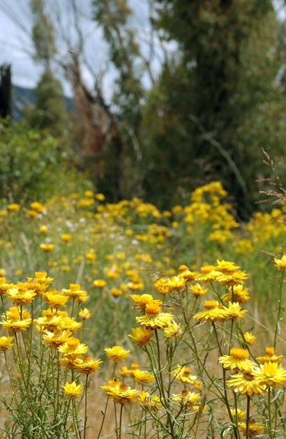 A meadow of yellow paper daisies with small trees in the background