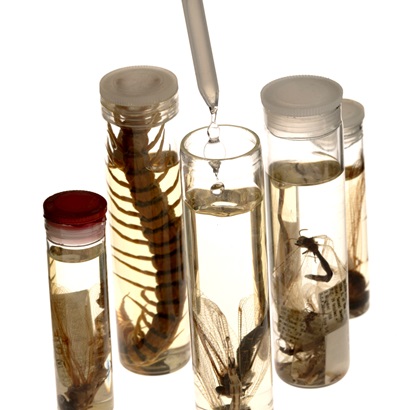 Four cyclinder jars filled with insects in alcohol