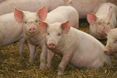 Five pink pigs sitting on straw with two looking directly at the camera
