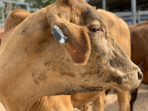 Side view of a cows head shwoing a Ceres tag on the ear.