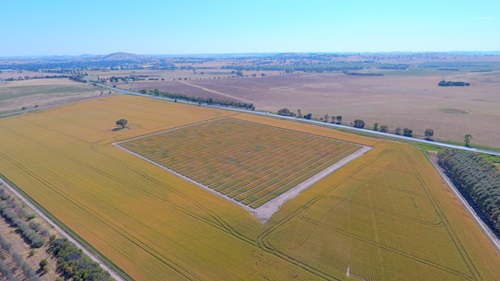 Drone shot of crops