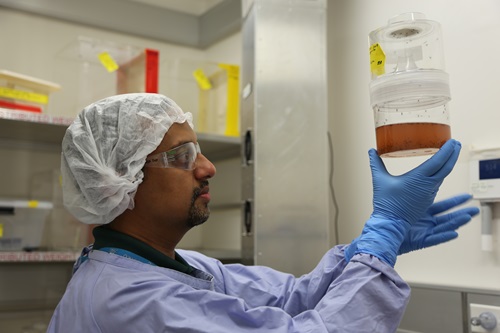 Scientist in labwear holds up a container to look at freshly hatched mosquitoes and larvae.