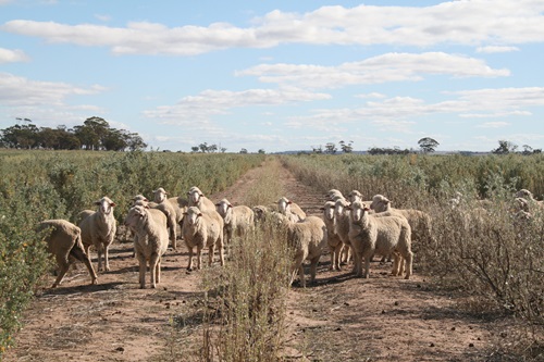 Sheep amongst Anameka Saltbush in the field