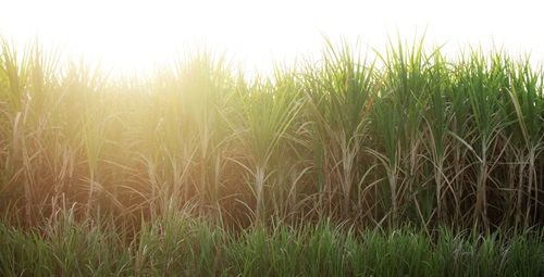 Sugarcane is one of the last major crops to be fully sequenced, due to the fact its genome is almost three times the size of humans’ and far more complex.