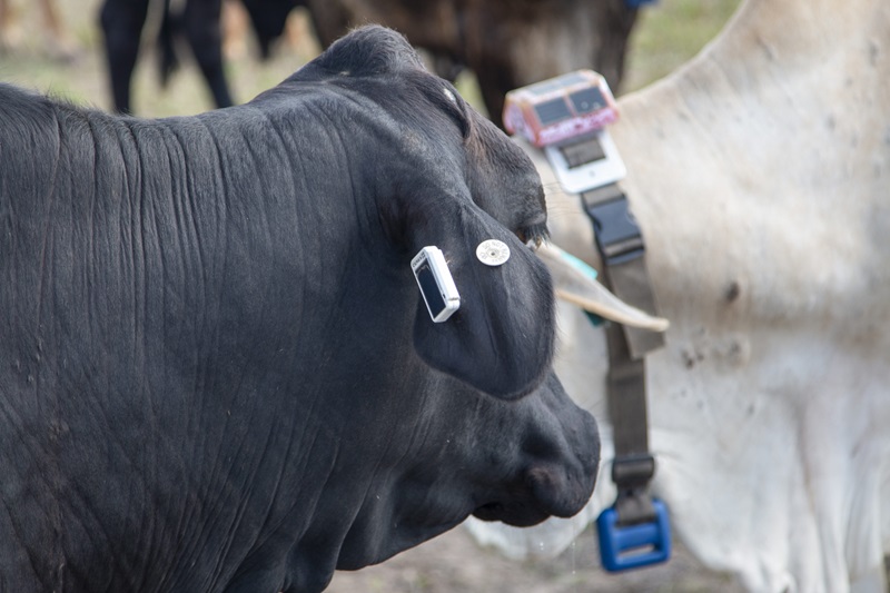 A bull wearing a ear tag and a collar. 