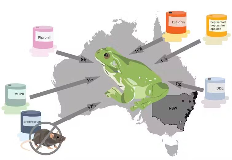 Map infographic of different pesticides and how they are found in frogs around Australia.