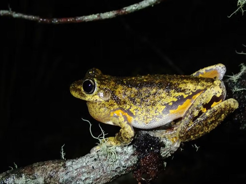Peron tree frog, yellow, orange and brown in colour, crouched on a tree branch at night,