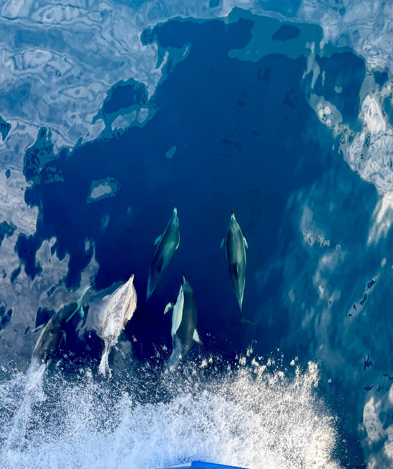 Birds-eye view photo of a pod of common dolphins swimming ahead of a large research vessel.