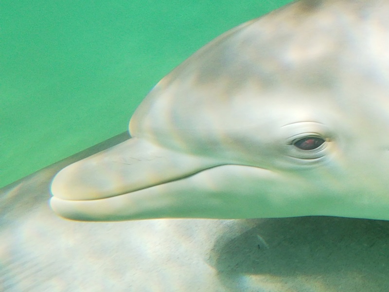 Close-up photo of a baby dolphin's snout where six faint hairs can be seen along its snout.