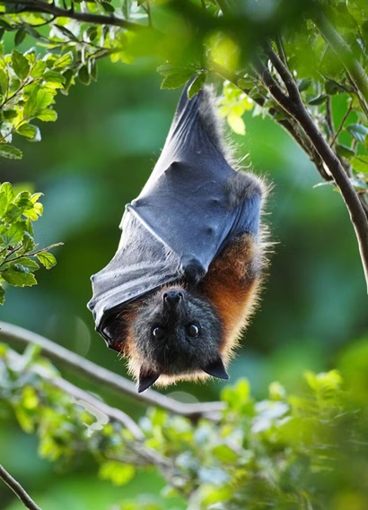 A grey-headed flying-fox hanging from a tree, wrapped in its wings, with its eyes wide open