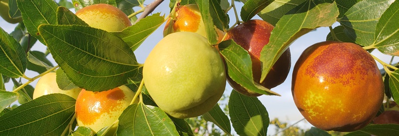 A close-up of Australian jujube fruits on a tree.