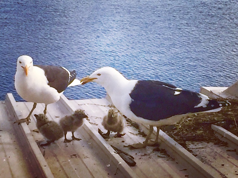 Kelp gulls feed with their chicks on a roof with water in the background