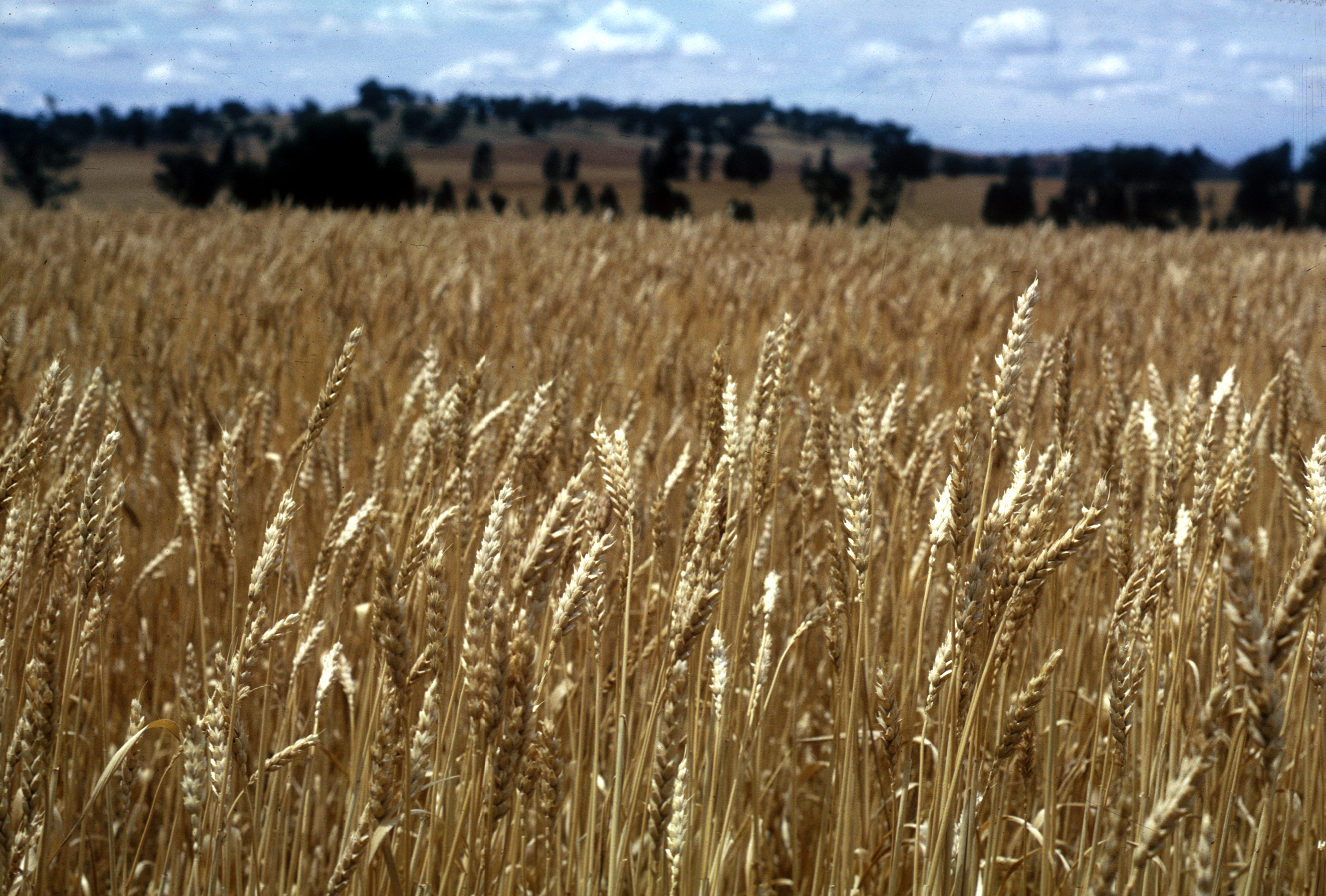 A field of ripe wheat