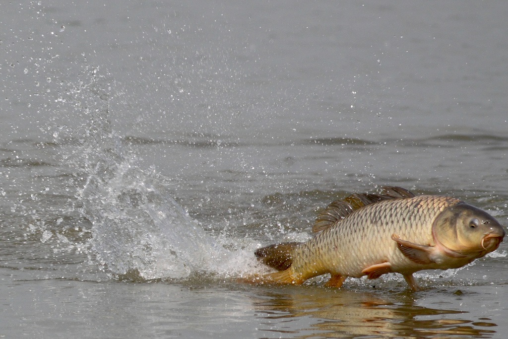 carp%20flickr.jpg?mw=319&hash=47B826448C