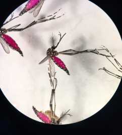 Male mosquitoes are fed the red dye before they are released.