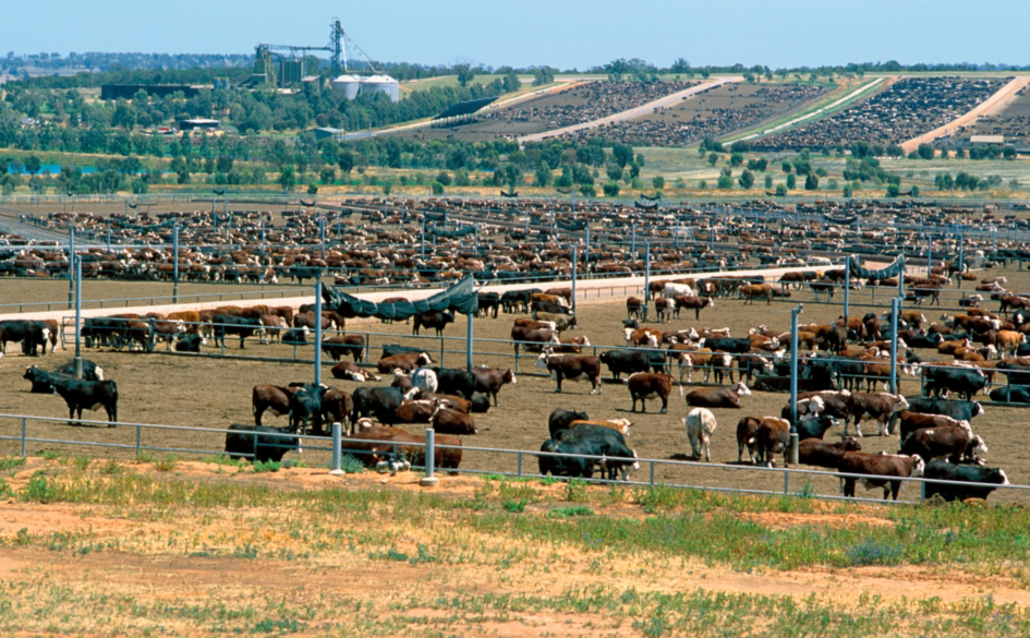 Livestock logistics CSIRO