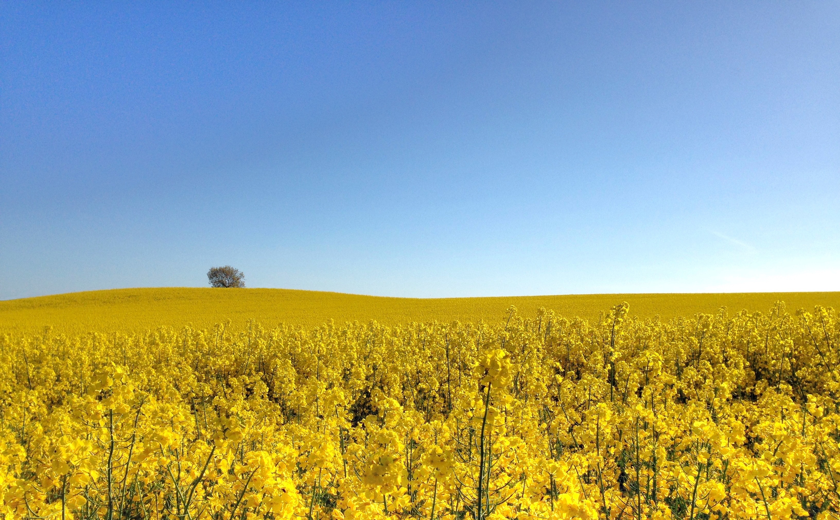 Canola field with rolling hill and blue sky in the background. 