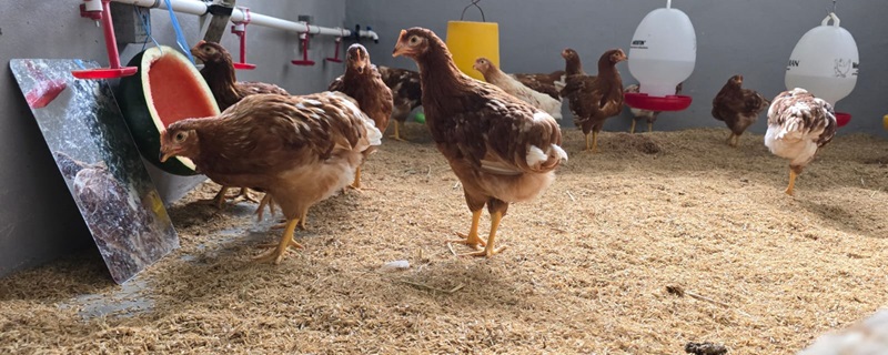 Chickens at DIC Wates lab