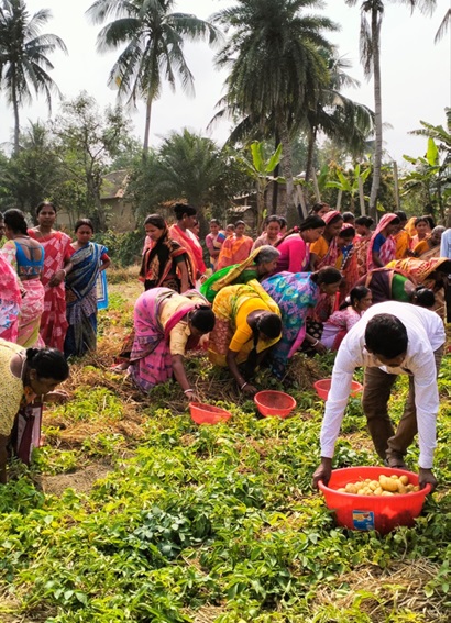 Famers (mostly women) harvesting potatoes in India