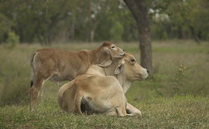 A baby jersey calf nuzzles its mother as she sits in a paddock. 