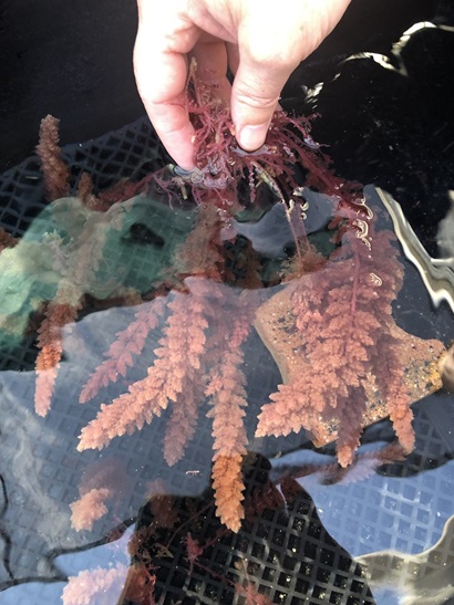 A hand reaches into a tank, holding the end of some red seaweed