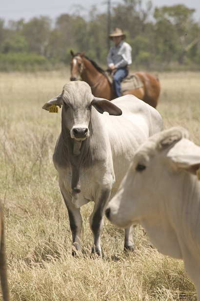 A farmer droving dehorned cattle on his horse