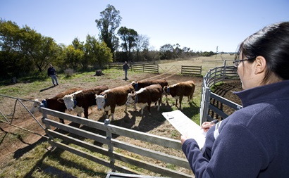A woman standing beside a cattle yard recording information on a notepad.