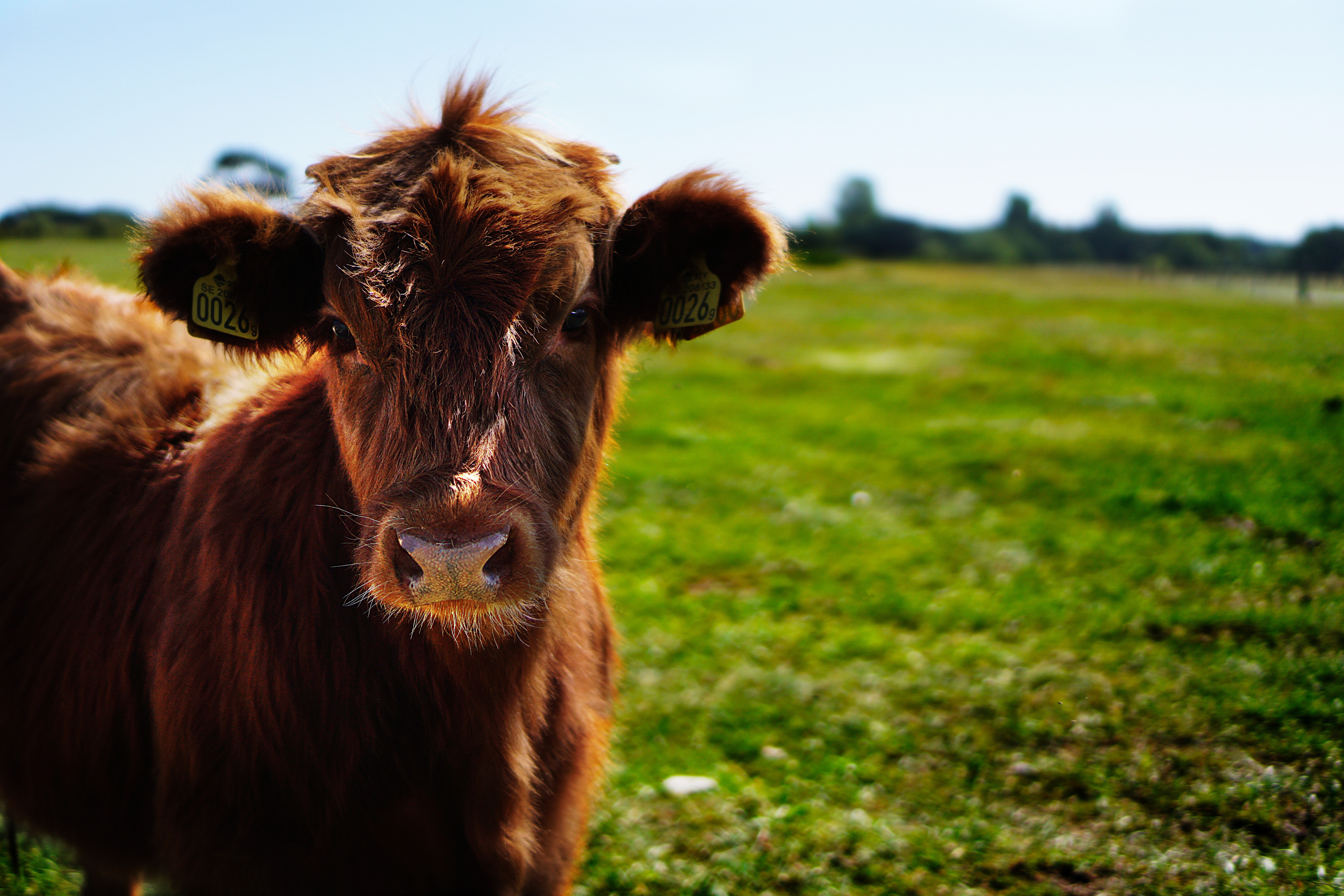 /-/media/AF/Images/Animals/Cattle.jpg?mw=1000&hash=36C4CBEEEB32B6CED55AD31E1D1FF066