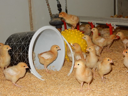 Chicks playing in a bucket and on a ball