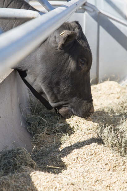 a cow eating