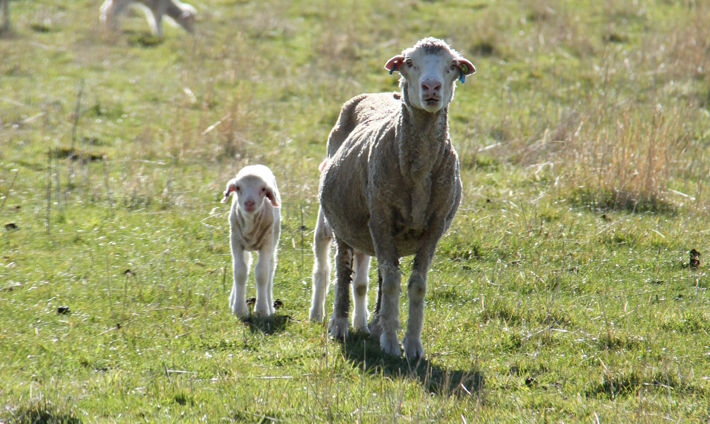 A sheep and a lamb in a field