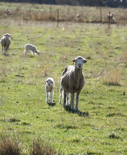 Ewe and lamb in a paddock