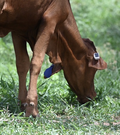 An image of a cow