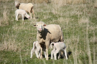 A ewe sheep with two lambs in the foreground and a ewe and lamb in the background in a paddock