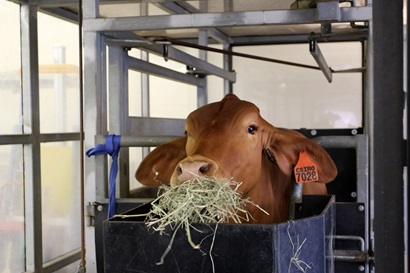 The head of a cow in a contained area feeds on a mix of grass and the dried Asparagopsis seaweed