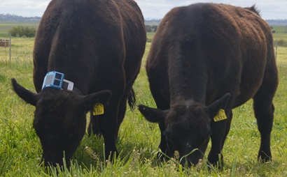 Grazing cattle, with eGrazor device fitted to an animal to the left of image.