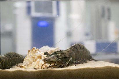 A prawn in a tank, inside a laboratory