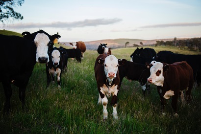 cattle in a field