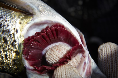 gills of a Tasmanian Salmon with white spots on the gill