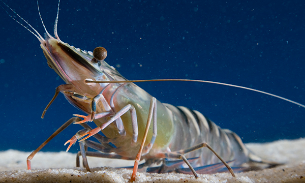 Black tiger prawn - CSIRO